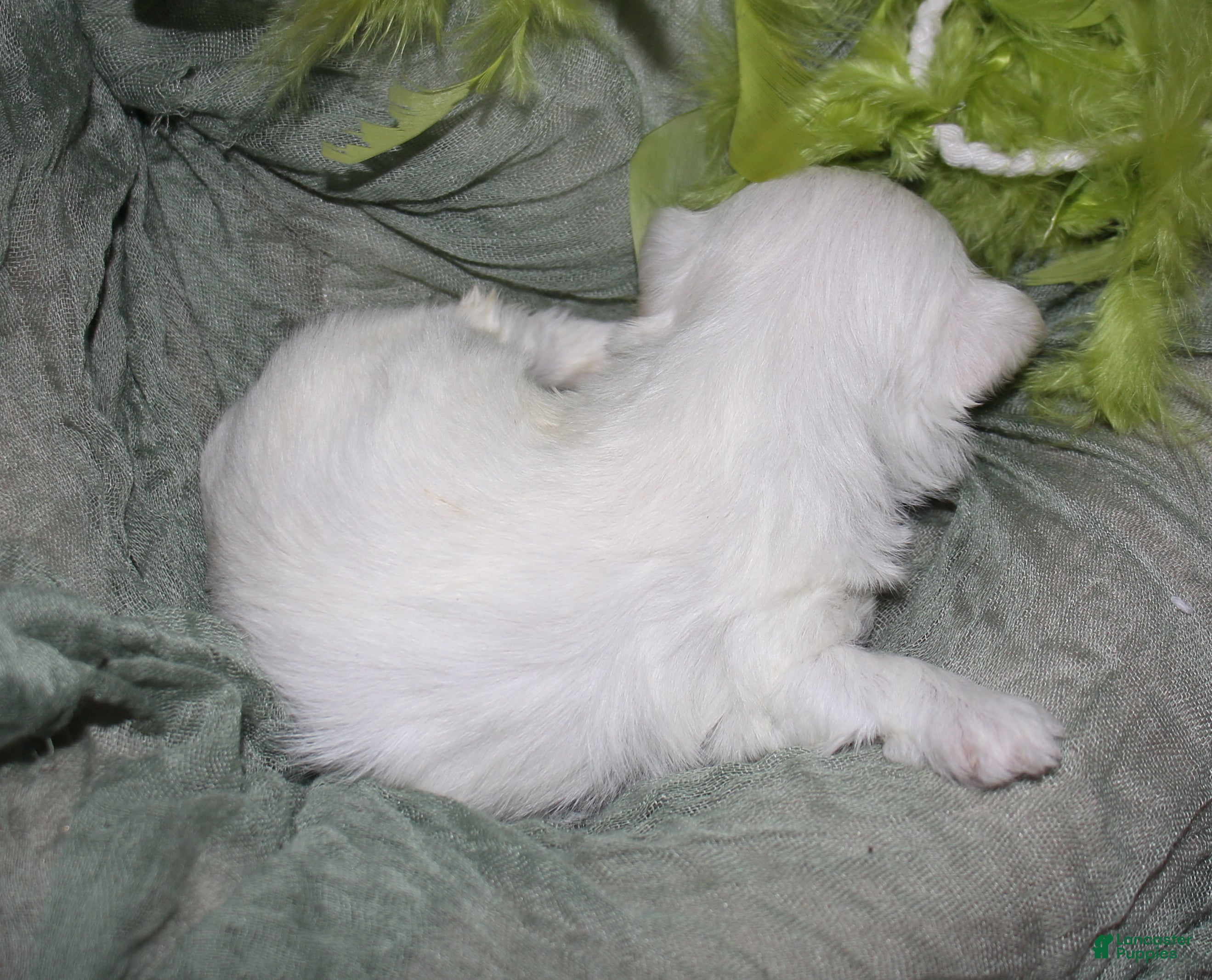 Maltese dogs for sale: Myrtle - Ad 3