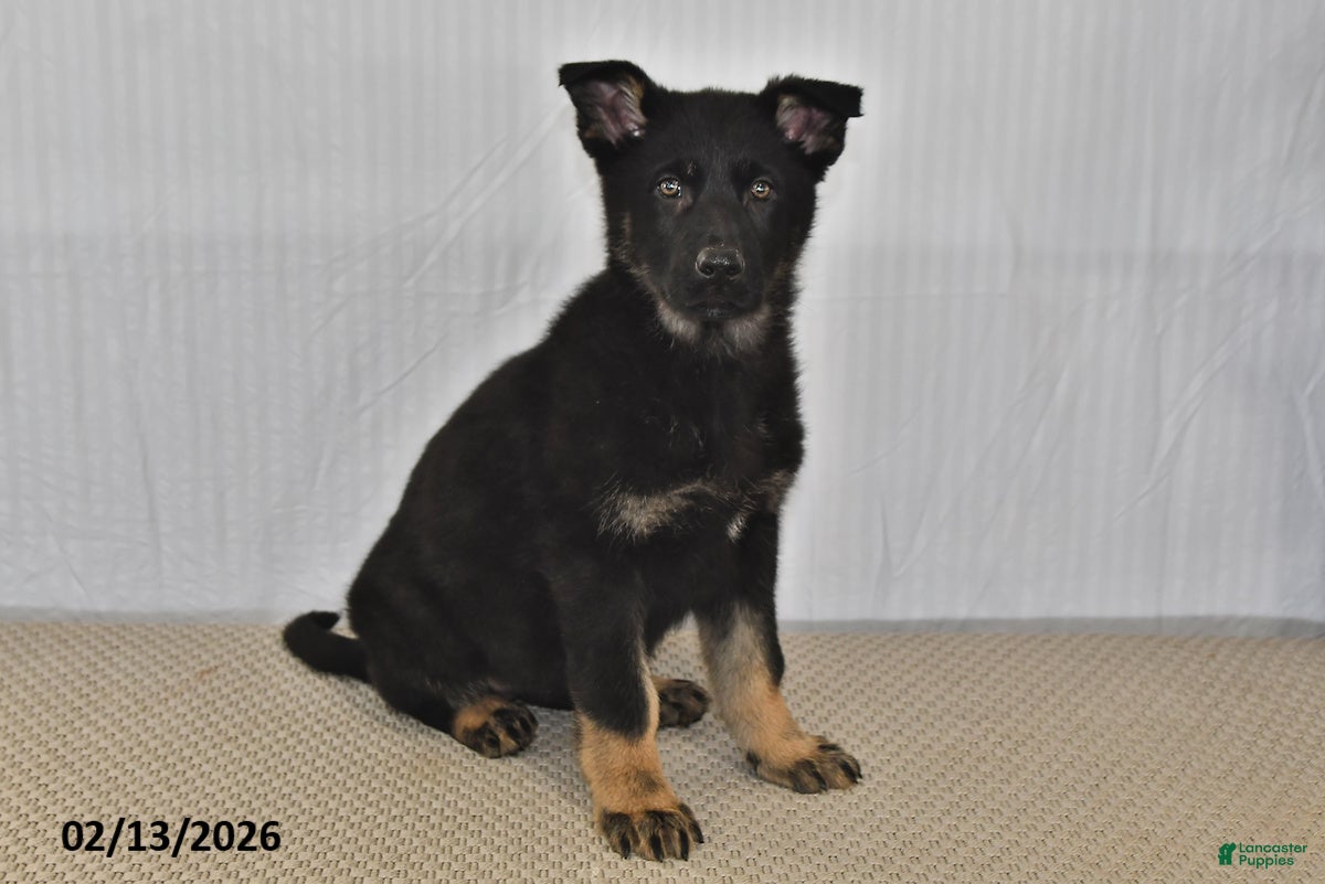 German Shepherd dogs Kyla - Ad 9