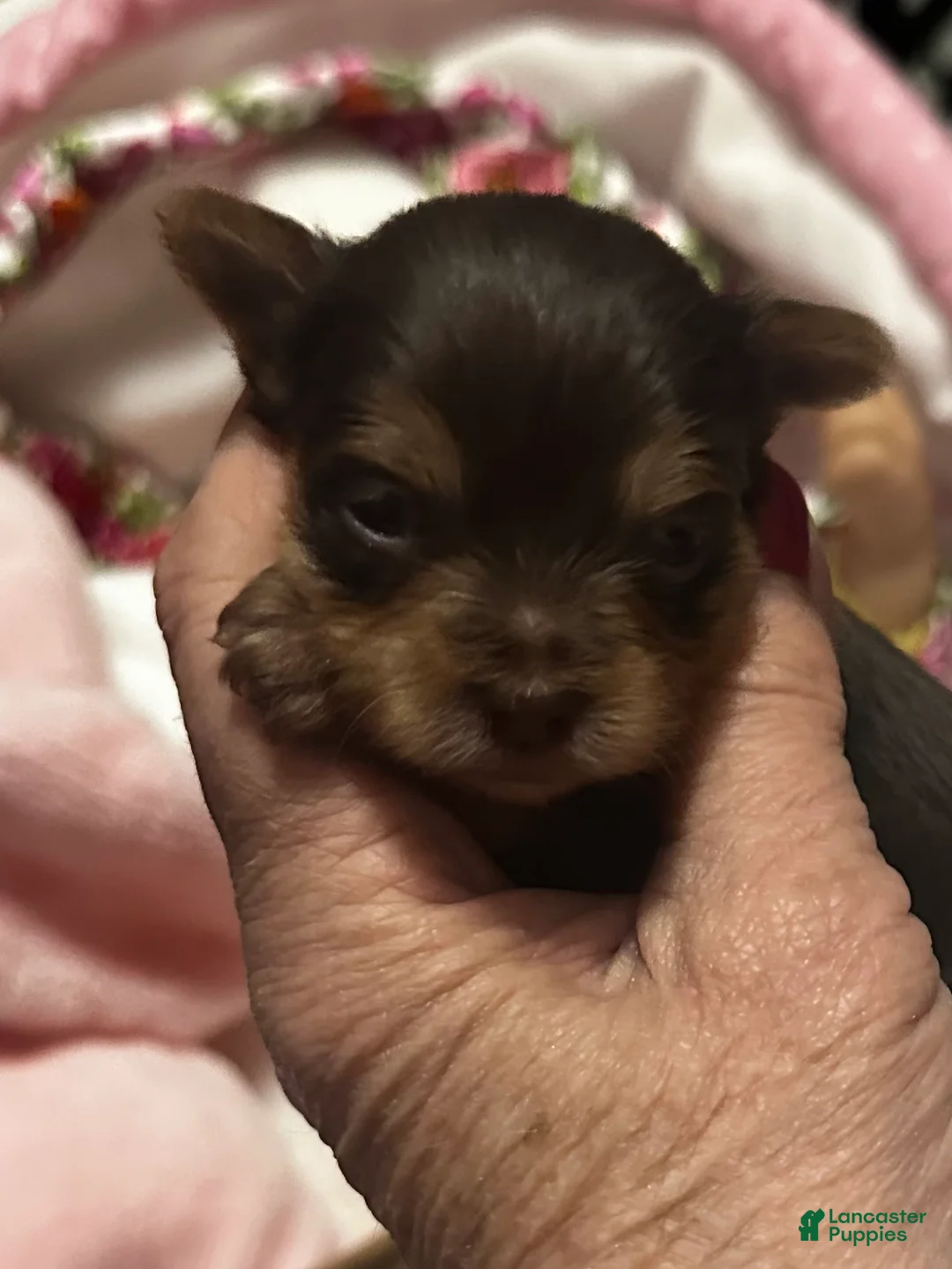 Yorkshire Terrier dogs for sale: AKC Tobias - Ad 2