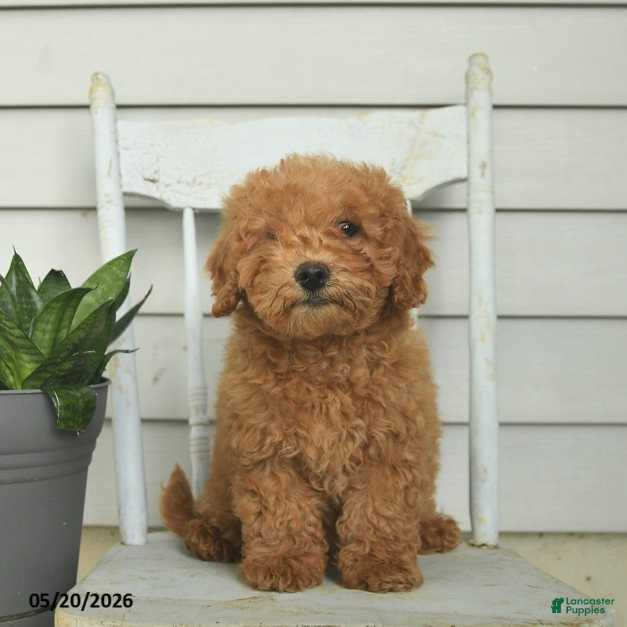 Mini Goldendoodle dogs Cleo - Ad 2