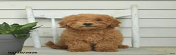 Mini Goldendoodle dogs for sale: Cleo - Ad 2