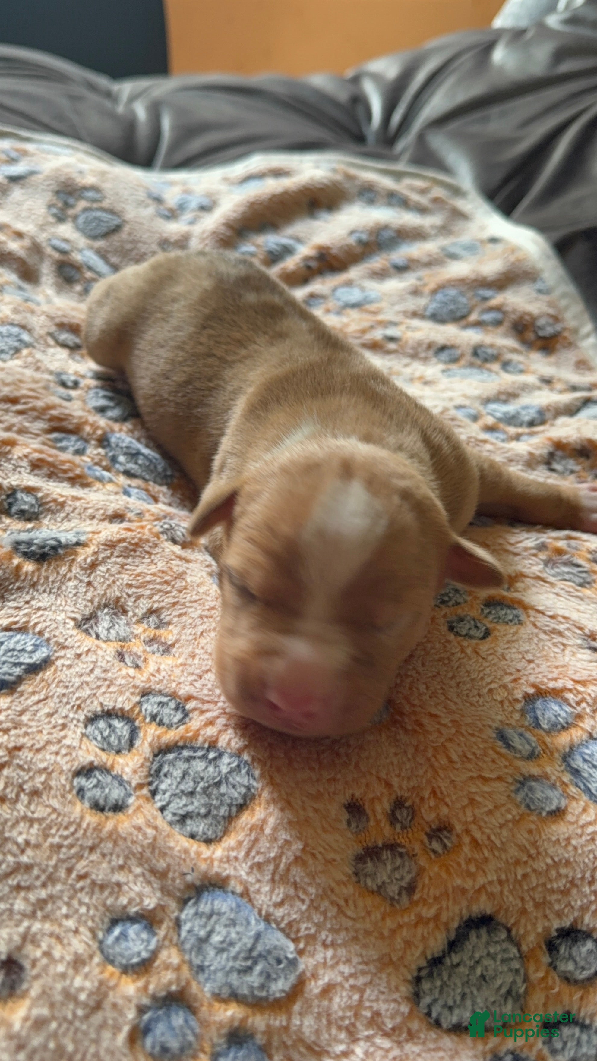 American Bully dogs American Bully 2 - Ad 11
