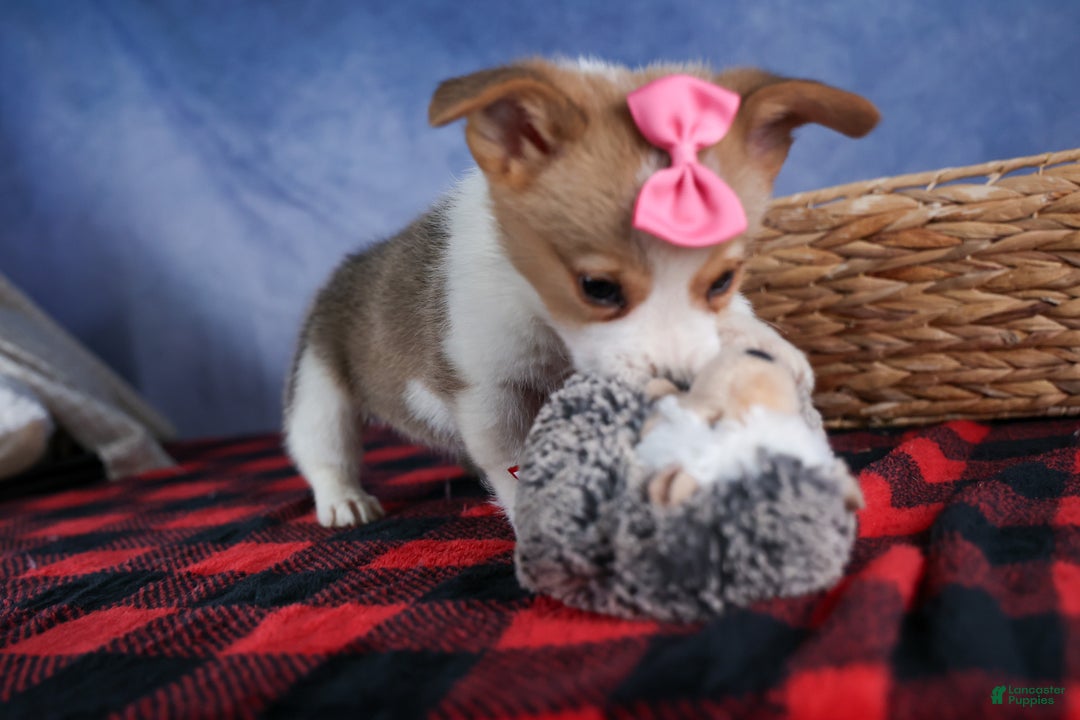 Welsh Corgi Pembroke dogs for sale: Morris - Ad 8