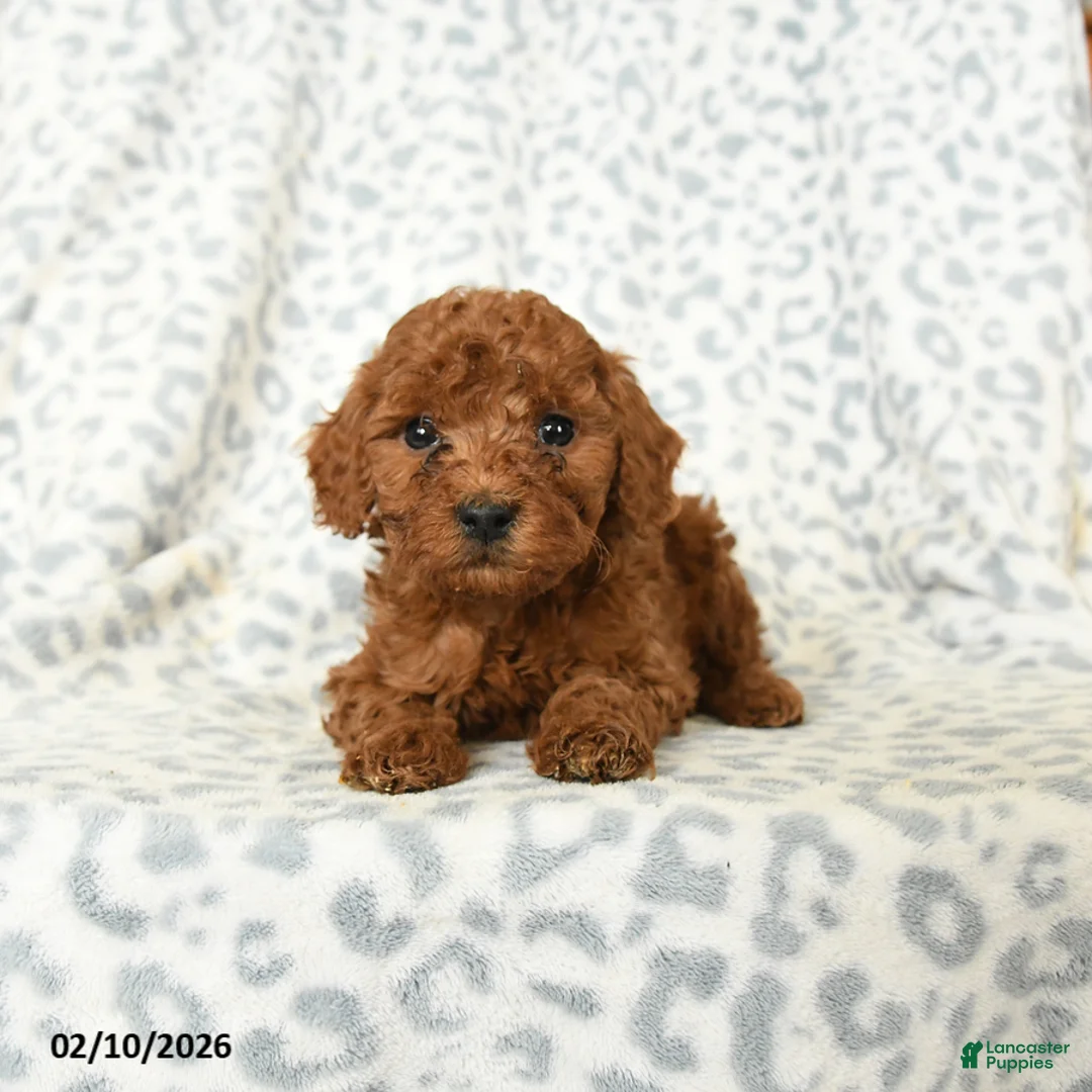 Miniature Poodle dogs for sale: Liam - Ad 4