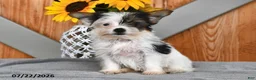 Mixed Breed dogs for sale: Rover - Ad 3
