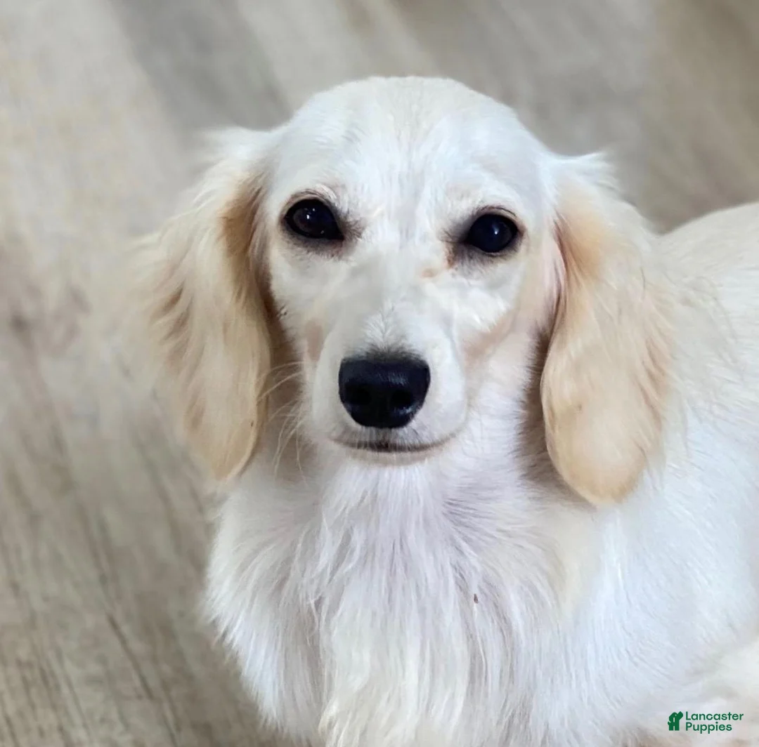 Dachshund dogs for sale: Zelda  - Ad 4
