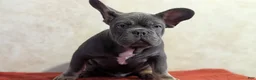French Bulldog dogs for sale: Kai - Ad 2
