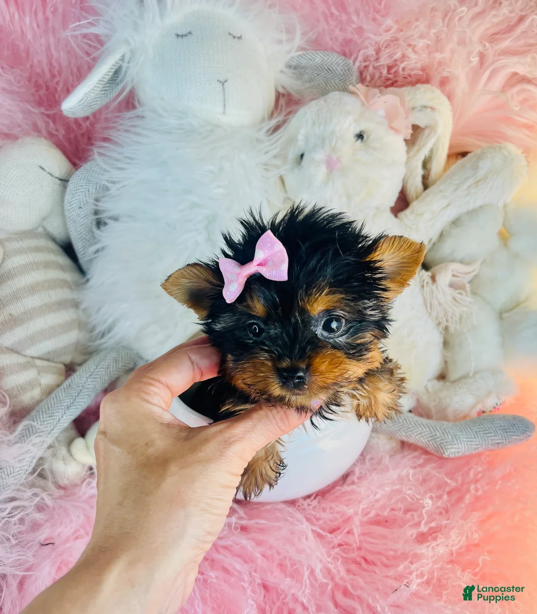 Yorkshire Terrier dogs for sale: Teacup Yorkshire Terrier 1 - Ad 2