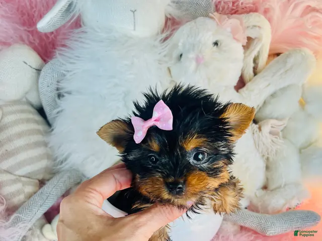 Yorkshire Terrier dogs for sale: Teacup Yorkshire Terrier 1 - Ad 2