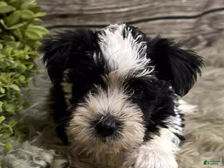 Miniature Schnauzer dogs - Ad 2