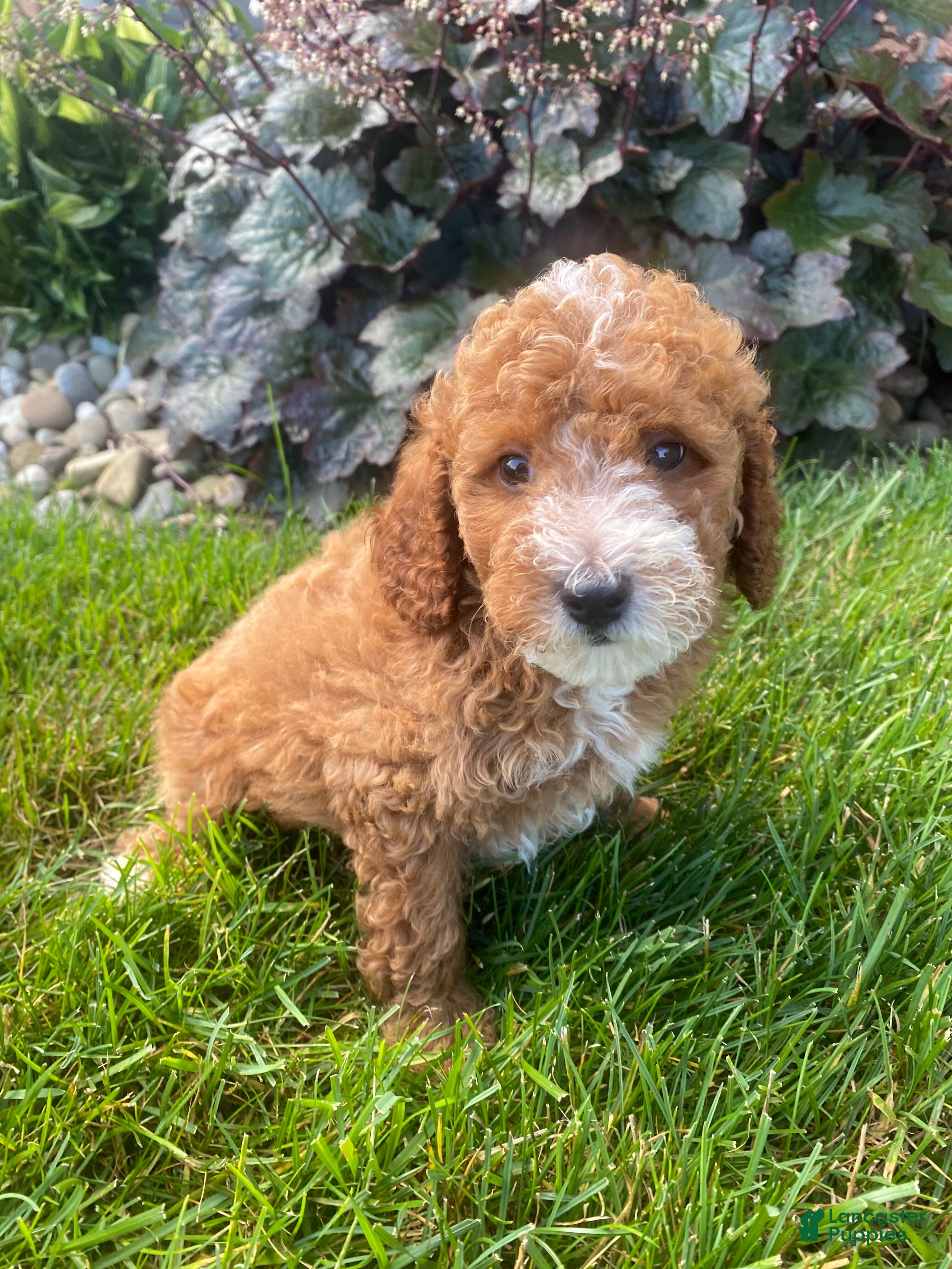 Miniature Poodle dogs Bob - Ad 2
