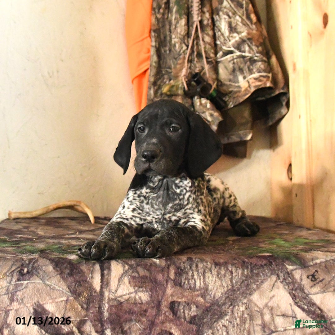 German Shorthaired Pointer dogs for sale: Harley - Ad 3