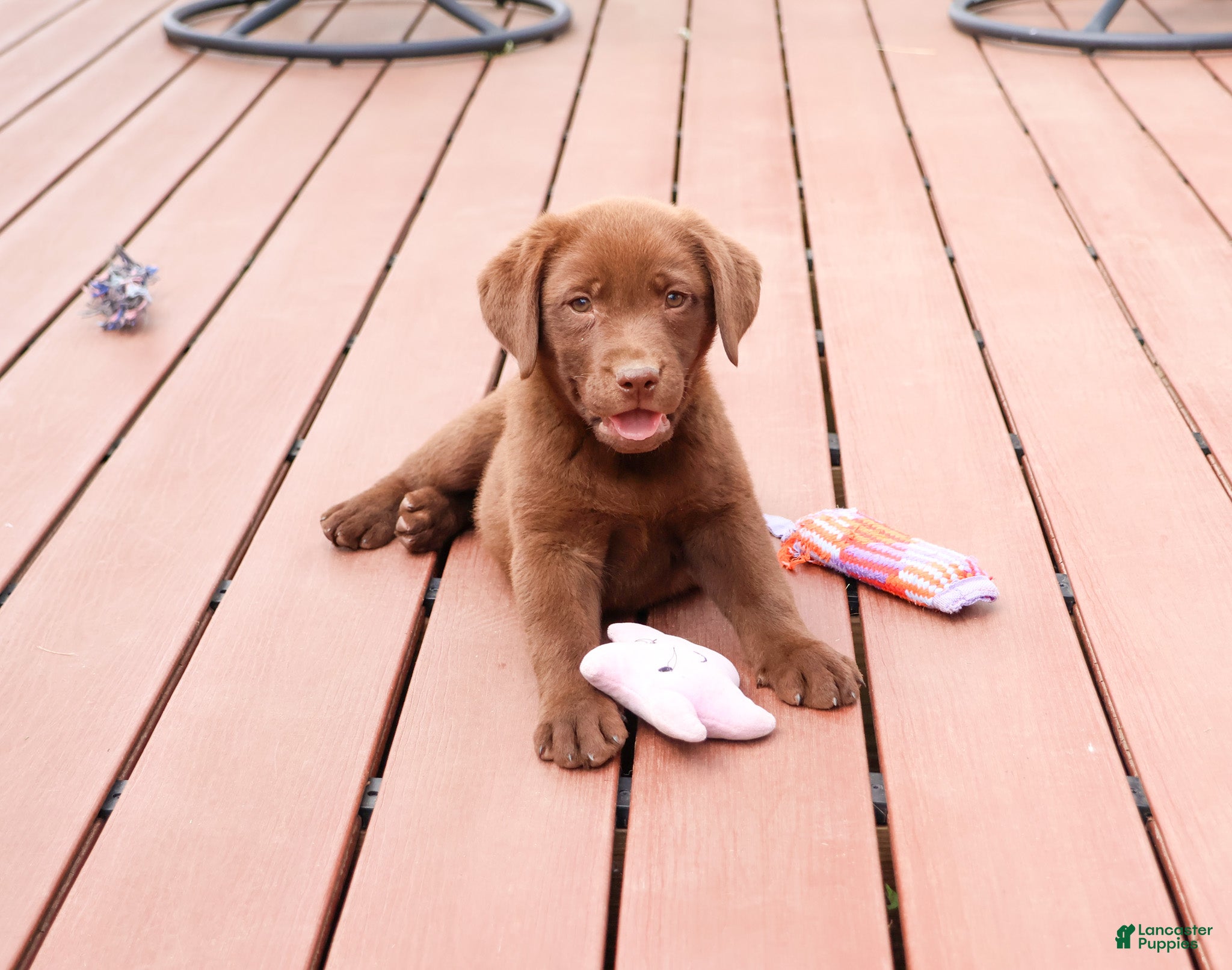 Labrador Retriever dogs Coco - Ad 35