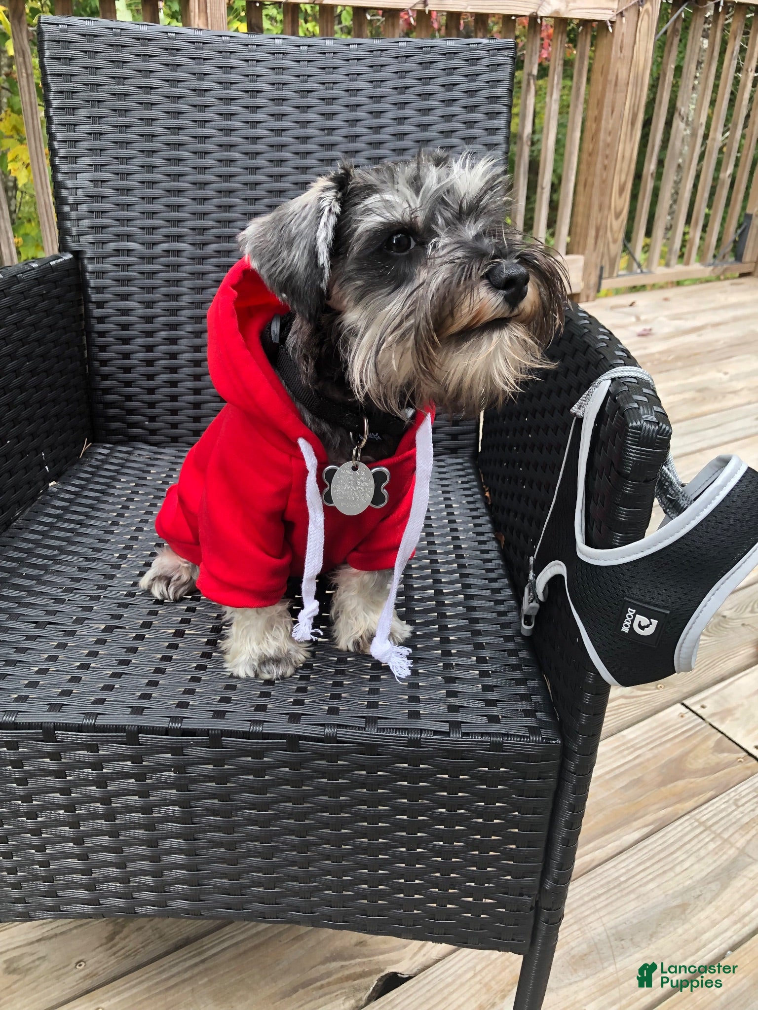 Miniature Schnauzer dogs for stud: Gotti - Ad 1