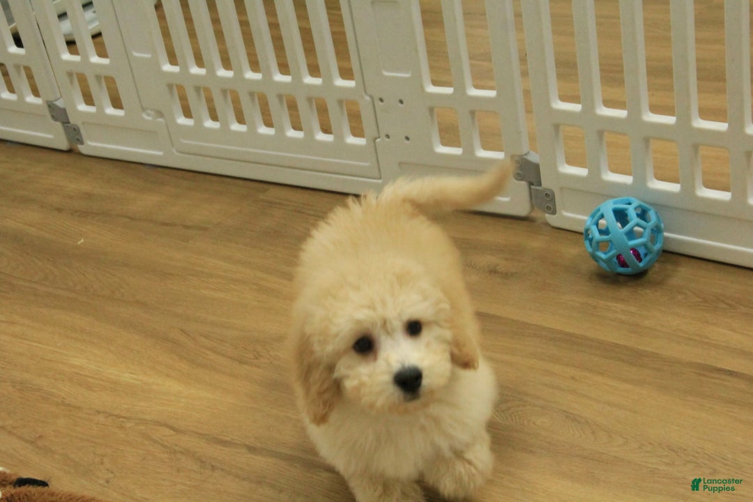 Bichpoo dogs for sale: Remi - Ad 12