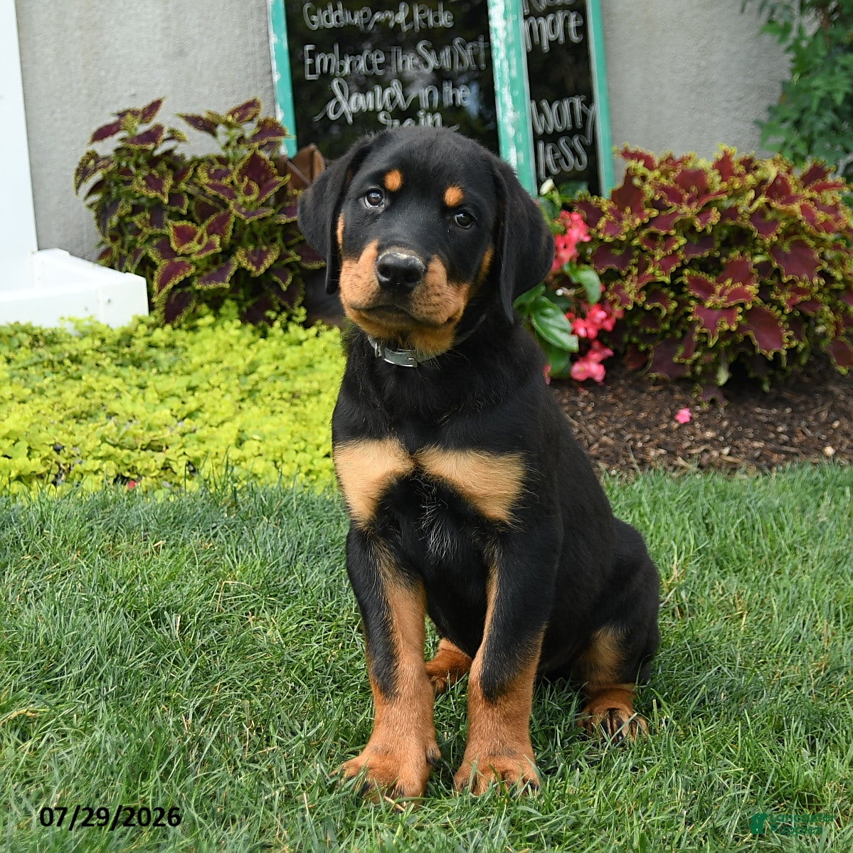 Rottweiler dogs Bruno - Ad 1