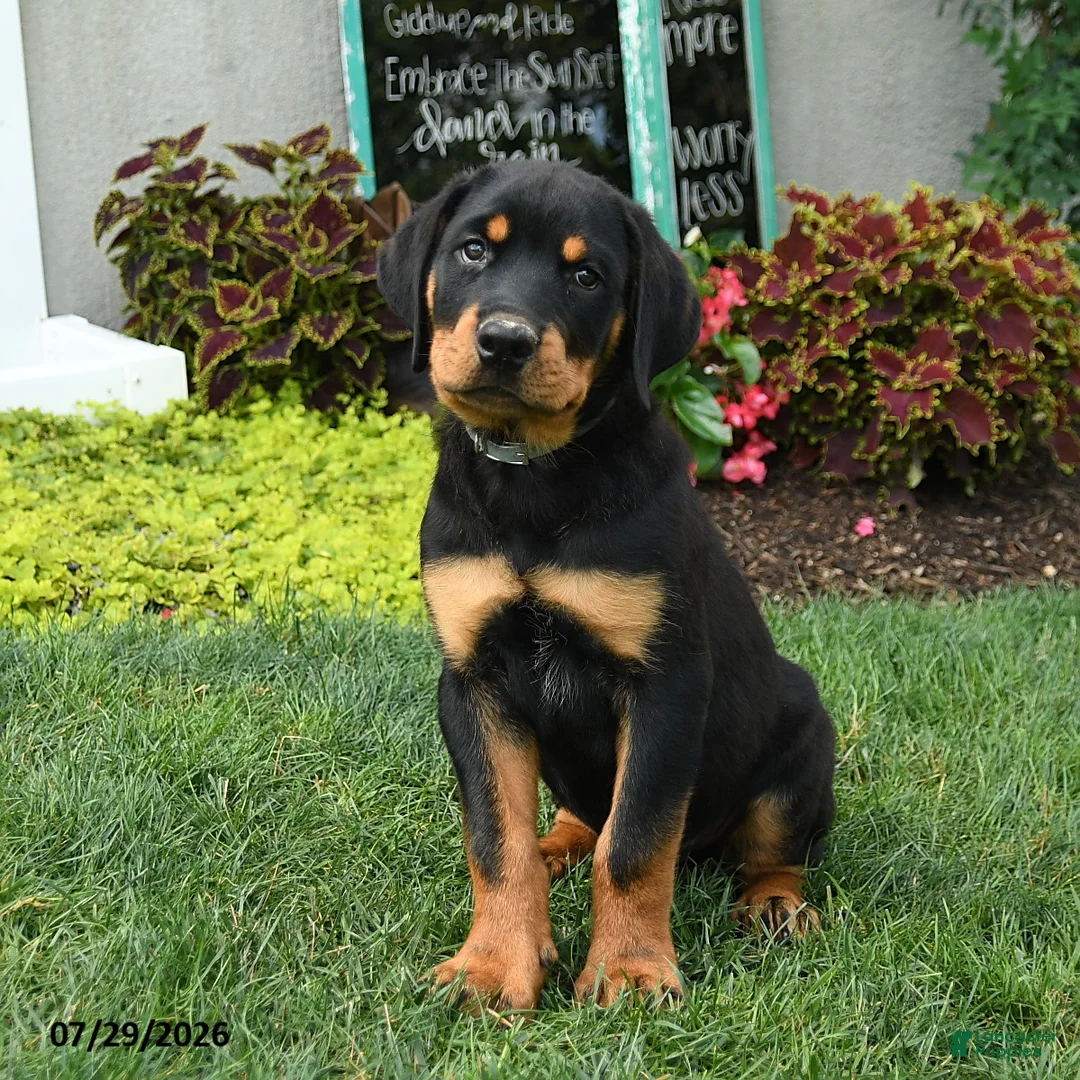 Rottweiler dogs for sale: Bruno - Ad 1