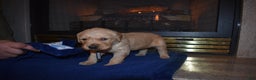 Golden Retriever dogs for sale: Diesel - Ad 5
