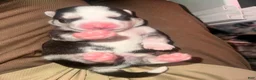 Siberian Husky dogs for sale: Twilight  - Ad 7