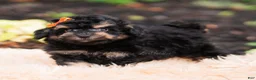 Mini Goldendoodle dogs for sale: Mushu - Ad 3