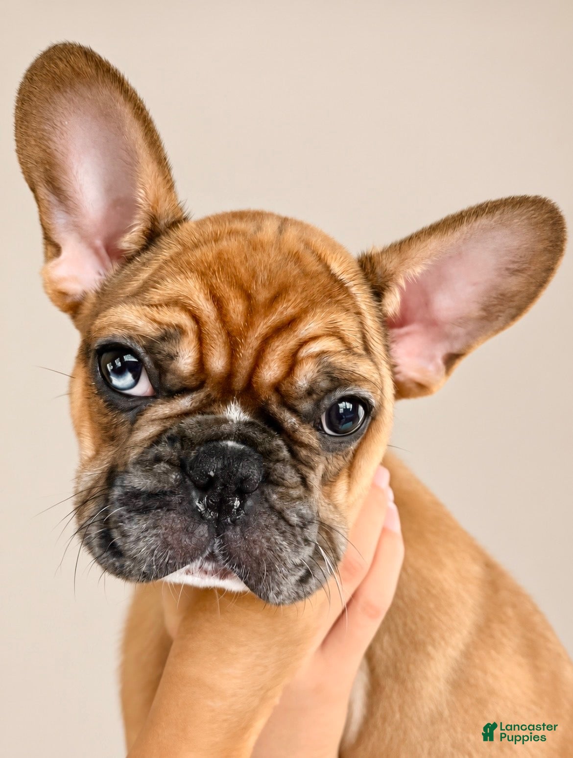French Bulldog dogs for sale: Bruno (Red Fawn Merle) - Ad 2