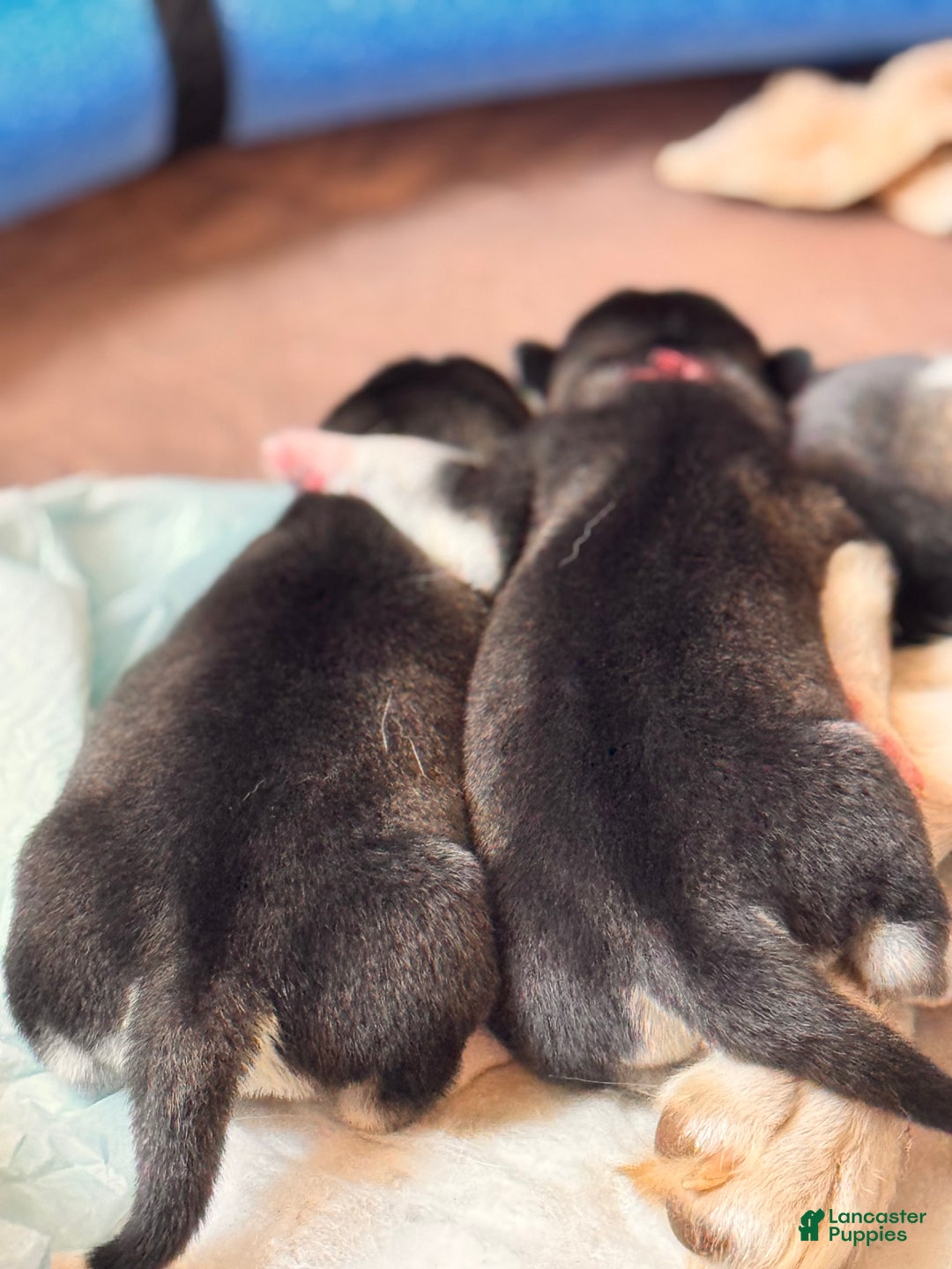 Siberian Husky dogs for sale: Siberian Husky Puppy 5 - Ad 3