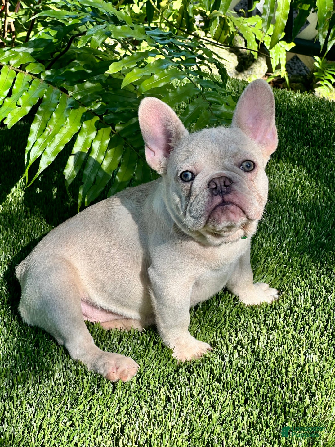 French Bulldog dogs for sale: French Bulldog Puppy 2 - Ad 1