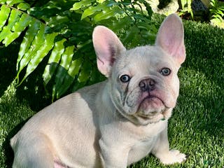 French Bulldog dogs French Bulldog Puppy 2 - Ad 17