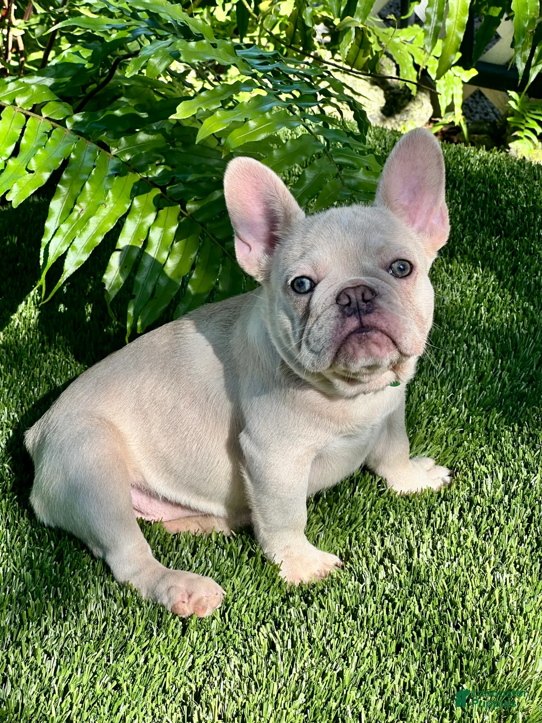 French Bulldog dogs for sale: French Bulldog Puppy 2 - Ad 1