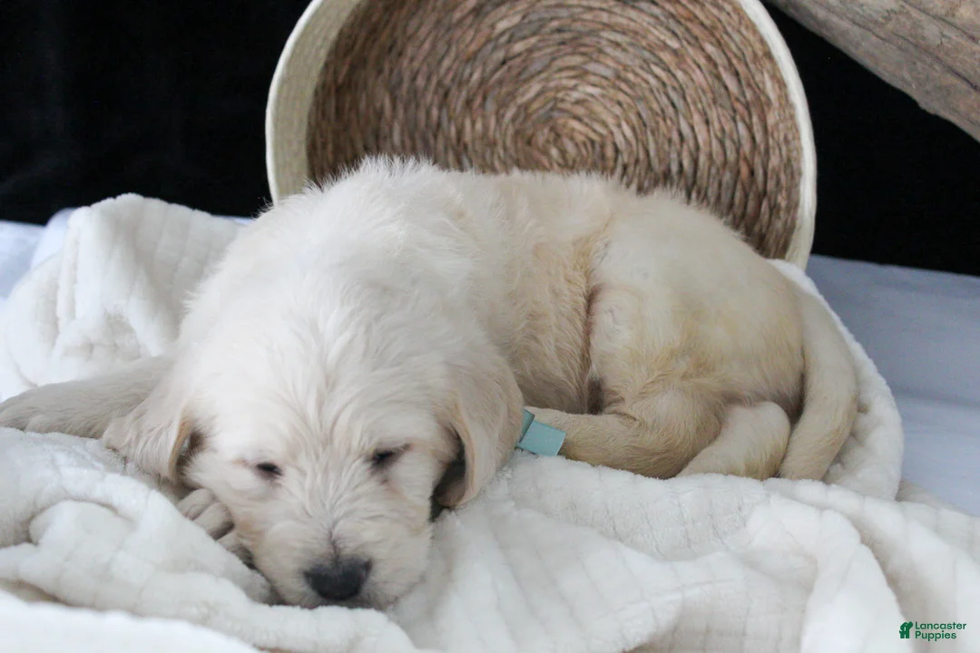 Labradoodle dogs for sale: Porter - Ad 3