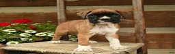 Boxer dogs for sale: Bandit - Ad 3