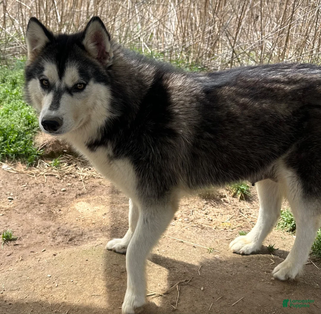 Siberian Husky dogs for sale: Siberian Husky 1 - Ad 6