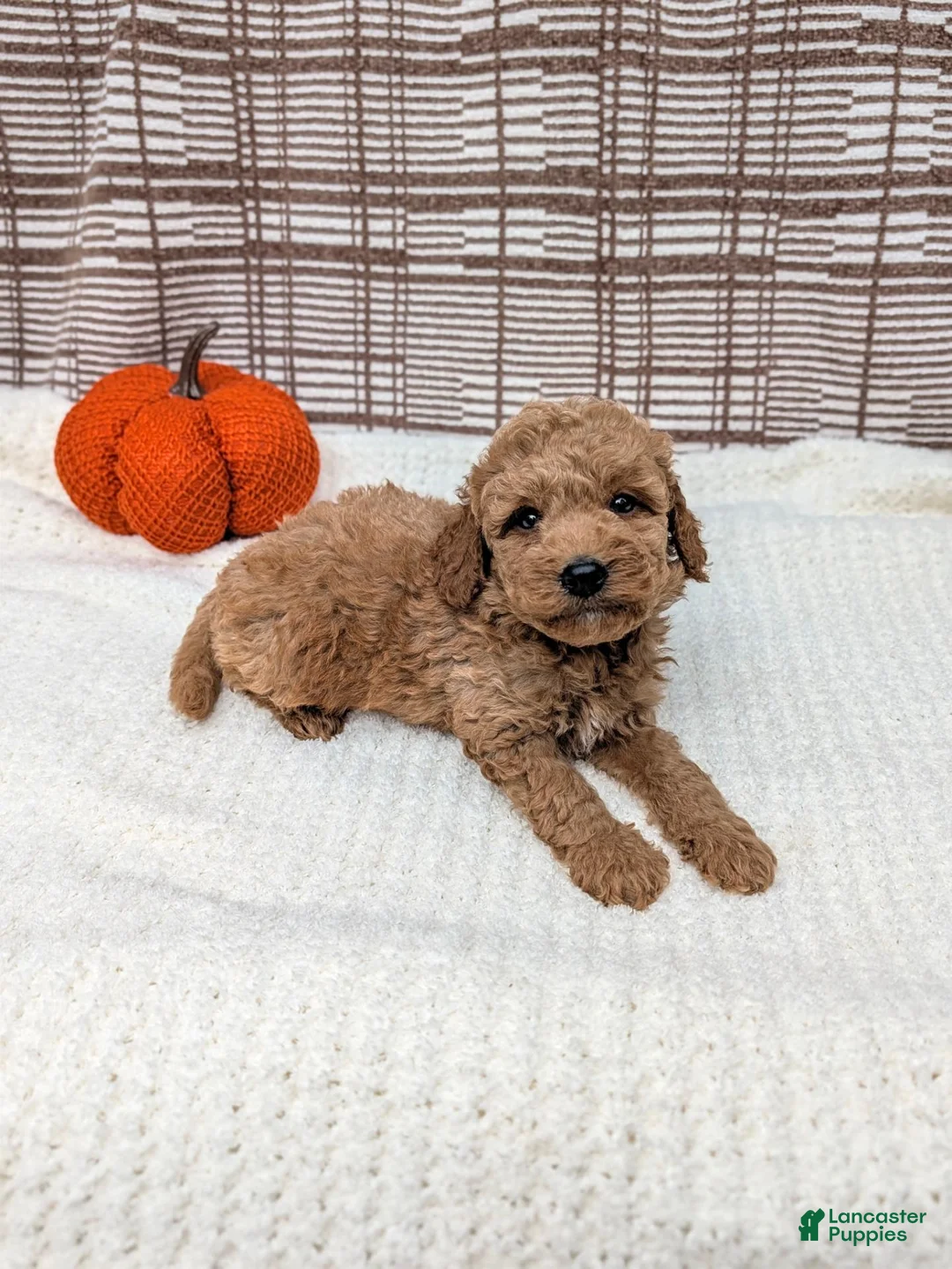 Mini Goldendoodle dogs for sale: Ray - Ad 2