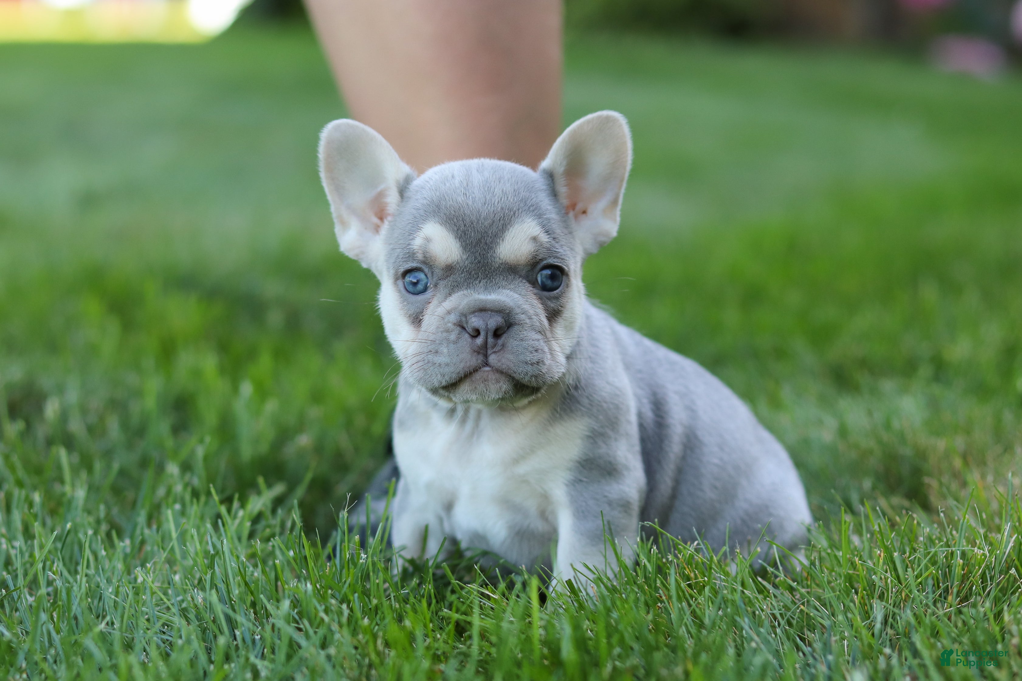 French Bulldog dogs for sale: Poppy - Ad 1