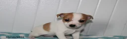 Jack Russell Terrier dogs for sale: Tawny - Ad 1