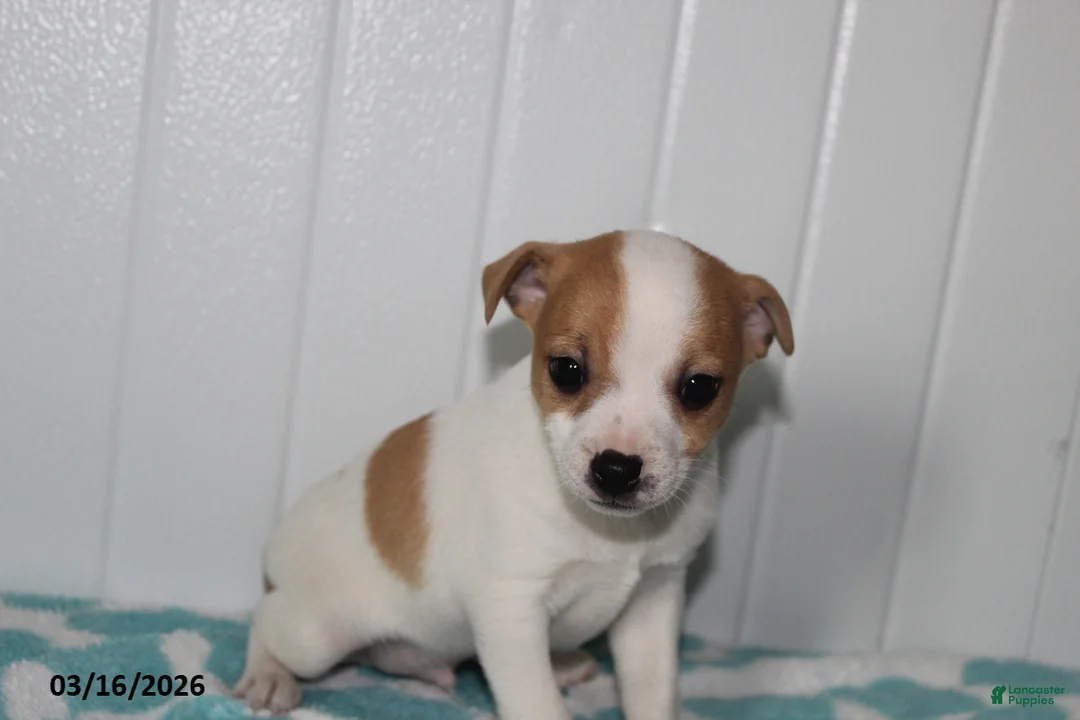 Jack Russell Terrier dogs for sale: Tawny - Ad 1