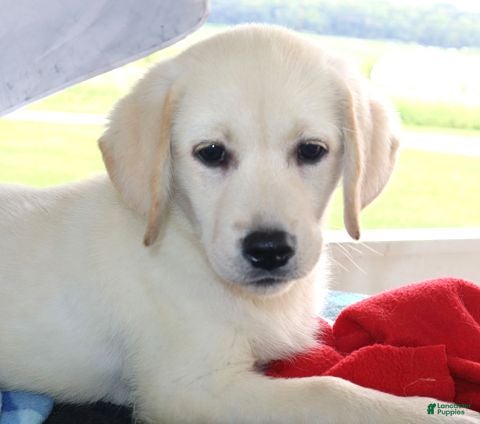 Labrador Retriever dogs Daisy - Champ lines - Ad 17