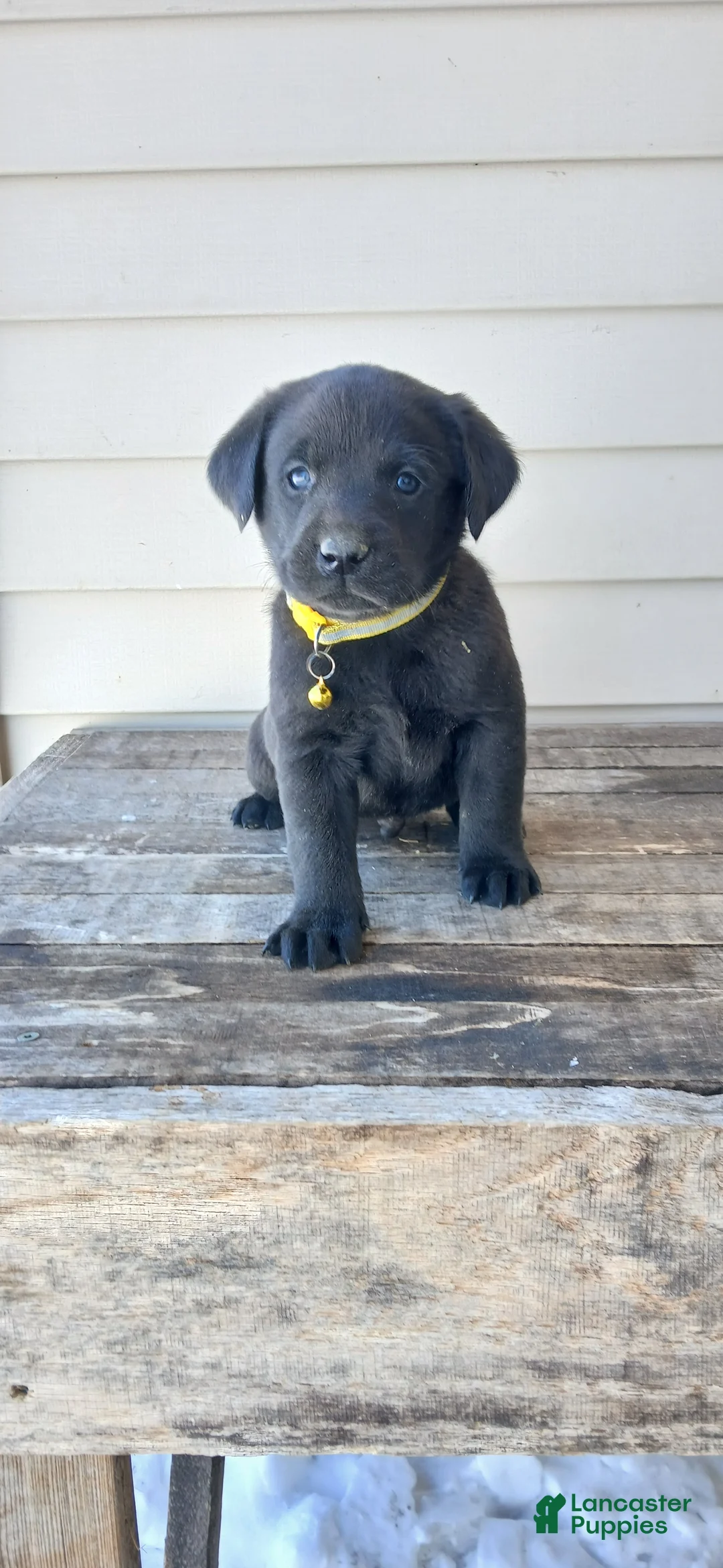 Labrador Retriever dogs for sale: RUBBLE - Ad 5