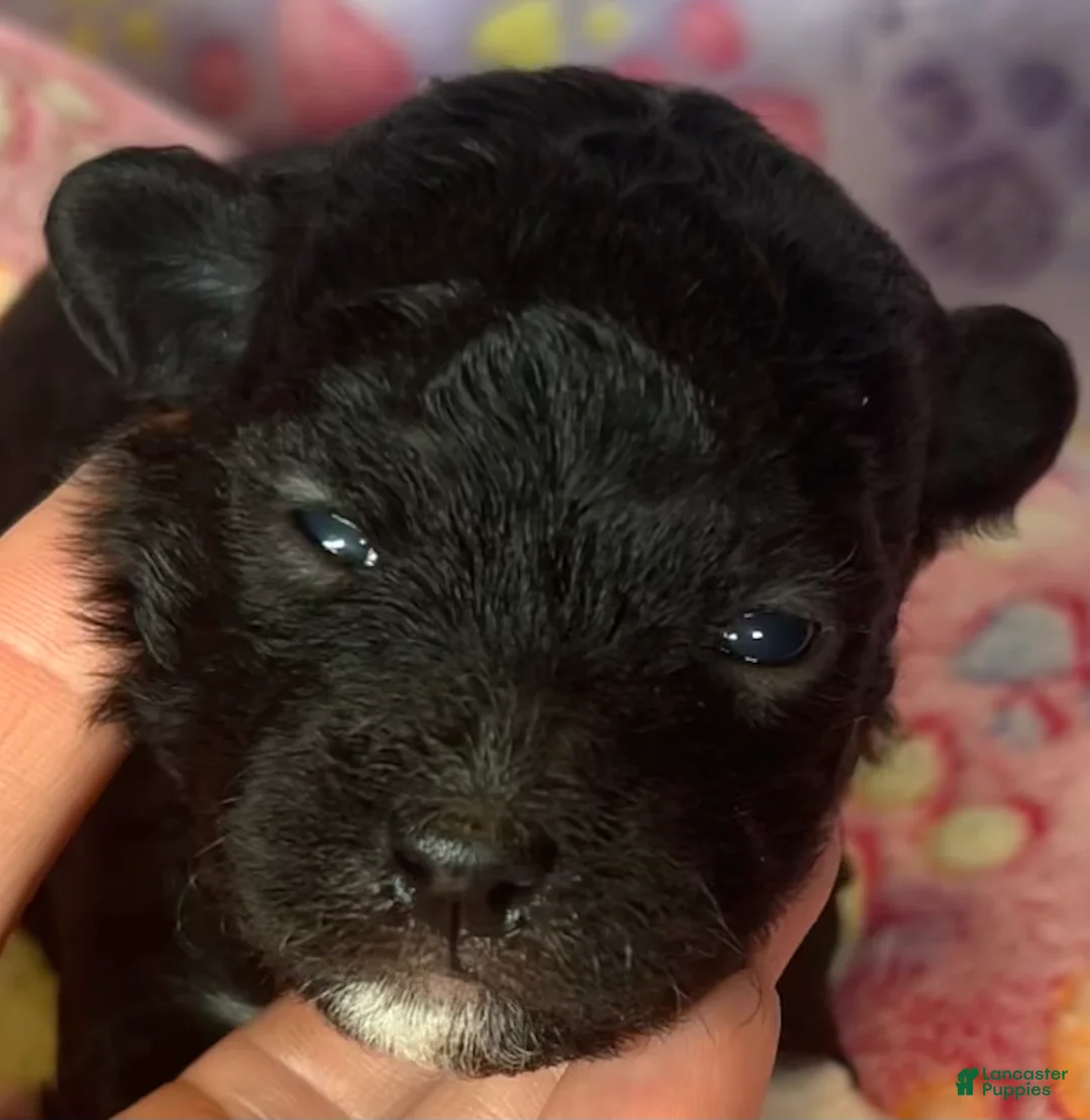 Havanese dogs for sale: Raven - Ad 1