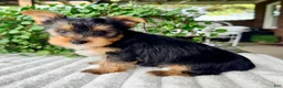 Yorkshire Terrier dogs for sale: Maple  - Ad 3