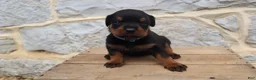 Rottweiler dogs for sale: Blaze - Ad 4