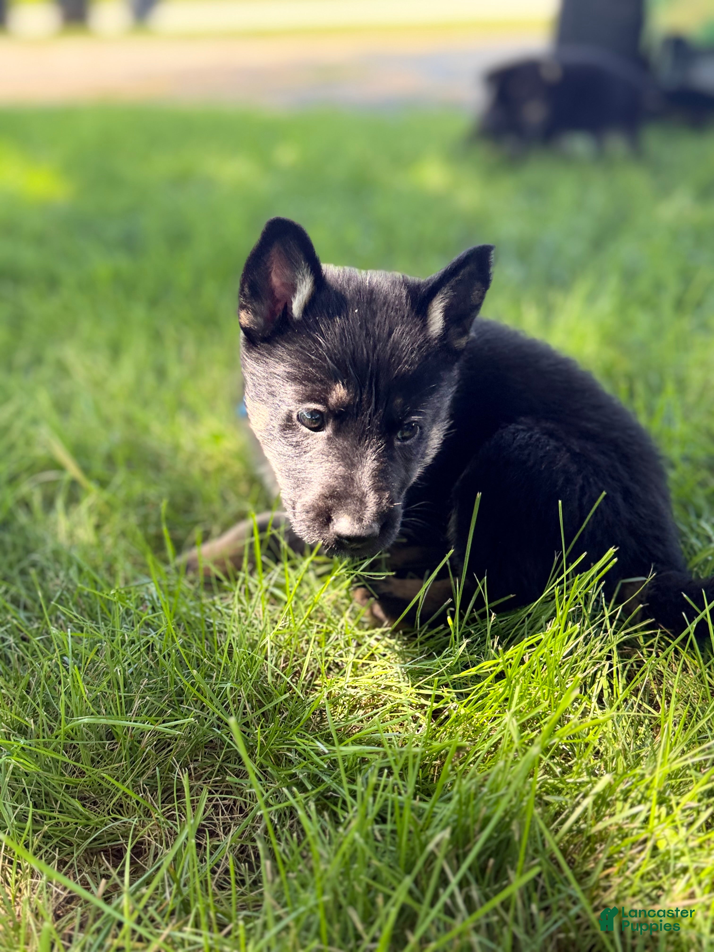 German Shepherd dogs Opie - Ad 40