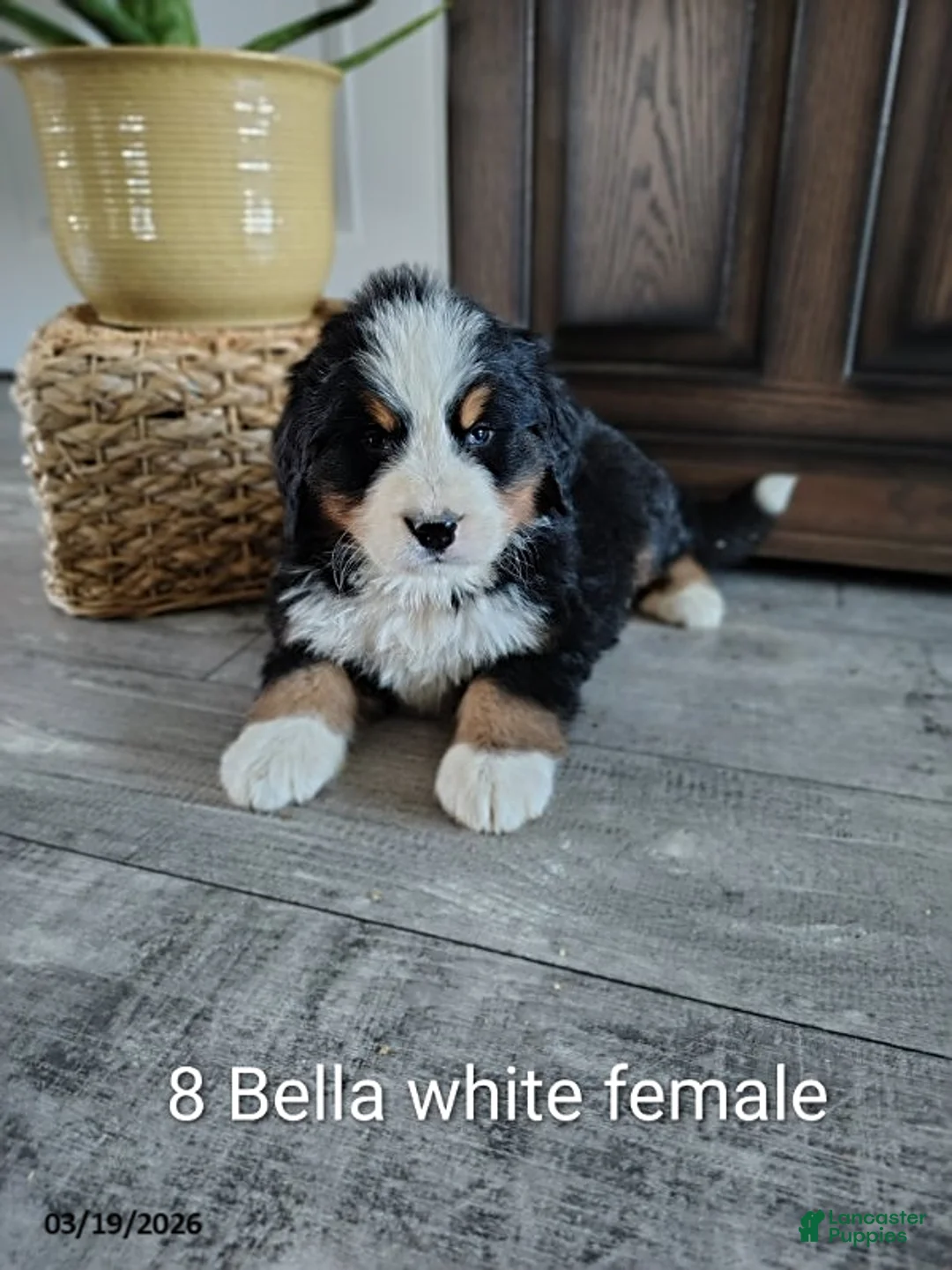Bernese Mountain Dog dogs for sale: Bella - Ad 1