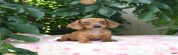 Miniature Dachshund dogs for sale: Woody - Ad 1