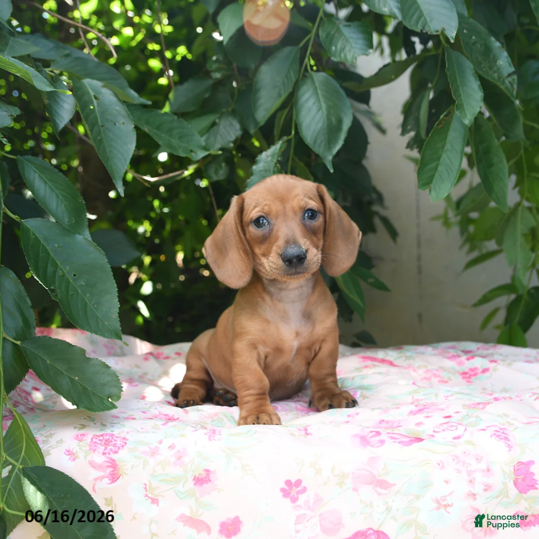 Miniature Dachshund dogs for sale: Woody - Ad 1