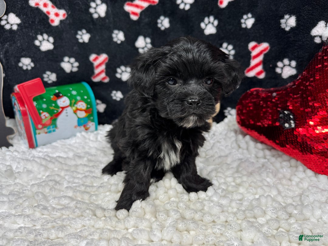 Morkie dogs for sale: Morkie Puppy 1 - Ad 2