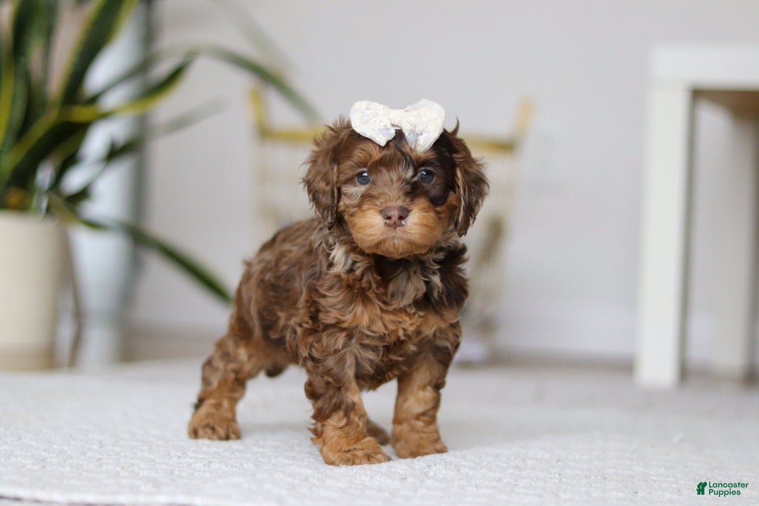 Cockapoo dogs for sale: Angela - Ad 3