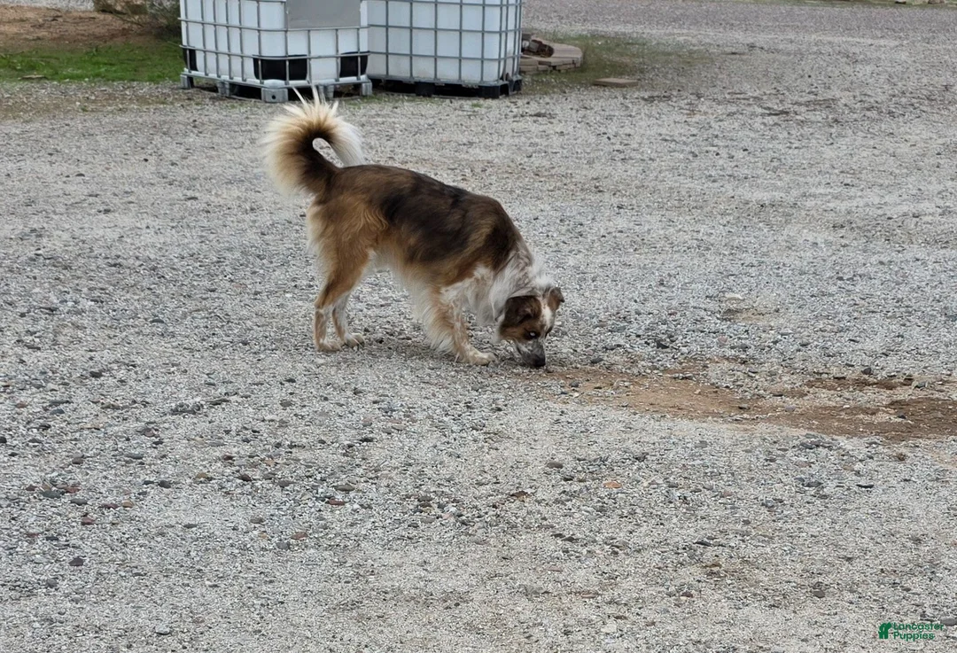 Mixed Breed dogs for sale: Peanut - Ad 5