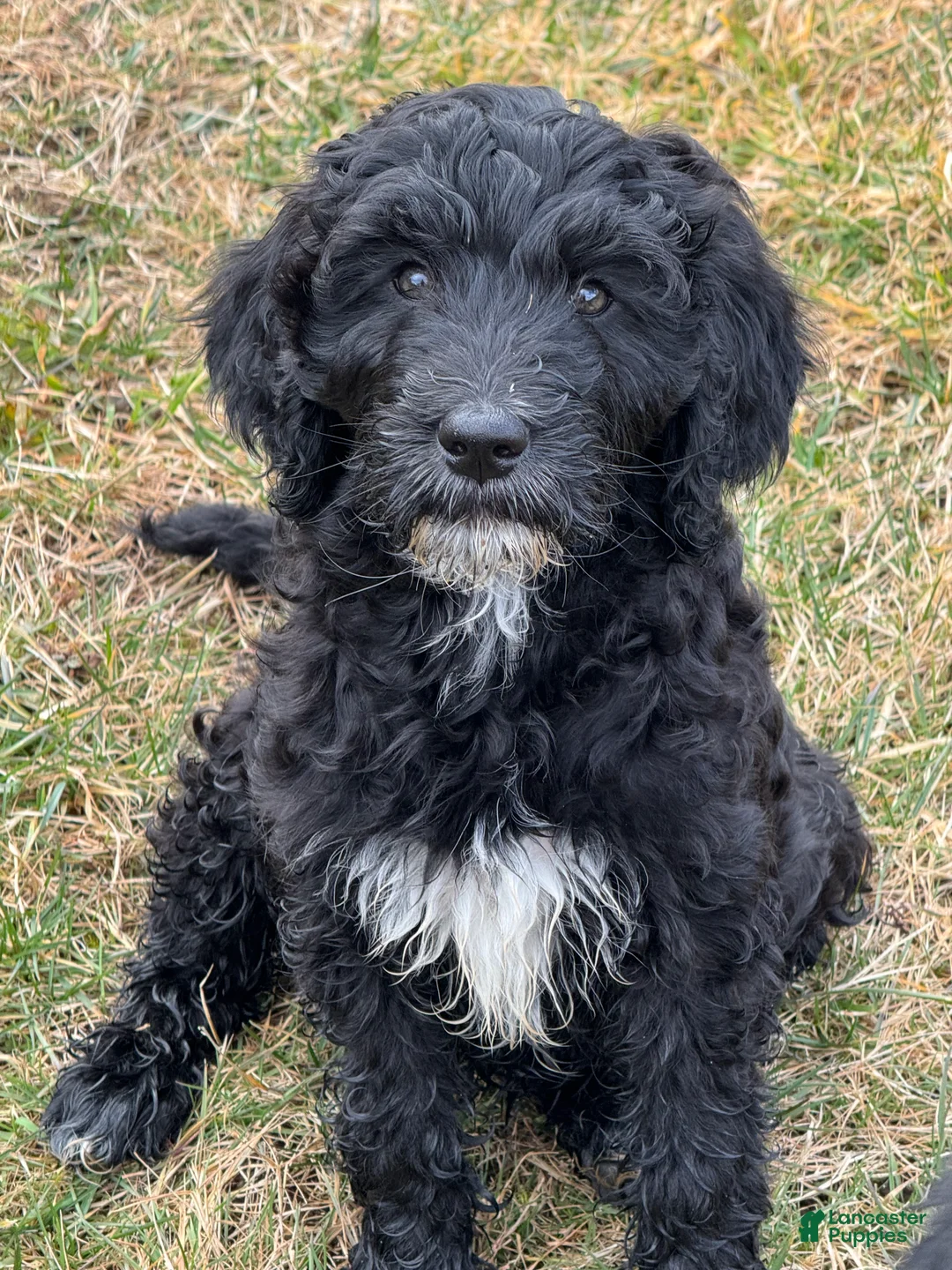 Goldendoodle dogs for sale: 🐾 Rumi – Brave, Curious & Ready for Adventure 🐾 - Ad 1