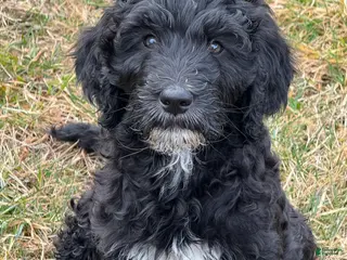 Goldendoodle dogs 🐾 Rumi – Brave, Curious & Ready for Adventure 🐾 - Ad 1